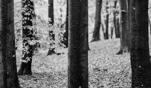Preview wallpaper tree, leaves, dry, autumn, black and white