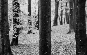 Preview wallpaper tree, leaves, dry, autumn, black and white