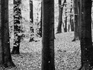 Preview wallpaper tree, leaves, dry, autumn, black and white