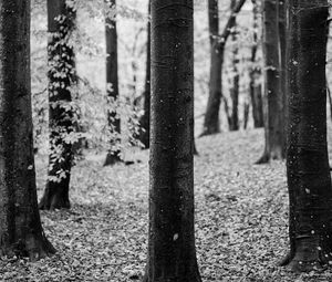 Preview wallpaper tree, leaves, dry, autumn, black and white