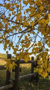 Preview wallpaper tree, leaves, fence, field, autumn, landscape