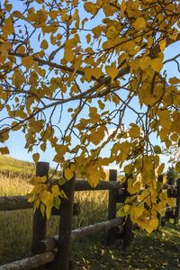 Preview wallpaper tree, leaves, fence, field, autumn, landscape