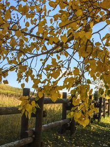 Preview wallpaper tree, leaves, fence, field, autumn, landscape