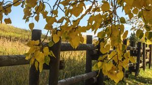 Preview wallpaper tree, leaves, fence, field, autumn, landscape