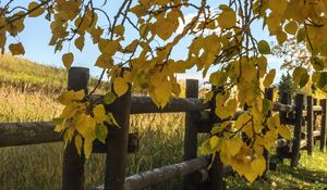 Preview wallpaper tree, leaves, fence, field, autumn, landscape