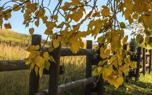 Preview wallpaper tree, leaves, fence, field, autumn, landscape