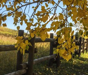 Preview wallpaper tree, leaves, fence, field, autumn, landscape