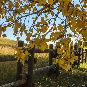 Preview wallpaper tree, leaves, fence, field, autumn, landscape