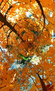 Preview wallpaper tree, leaves, funnel, illusion, autumn