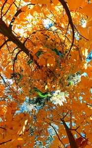 Preview wallpaper tree, leaves, funnel, illusion, autumn