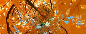 Preview wallpaper tree, leaves, funnel, illusion, autumn
