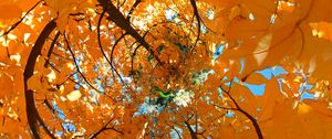 Preview wallpaper tree, leaves, funnel, illusion, autumn