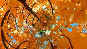 Preview wallpaper tree, leaves, funnel, illusion, autumn