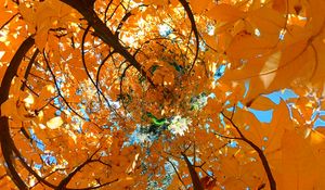 Preview wallpaper tree, leaves, funnel, illusion, autumn