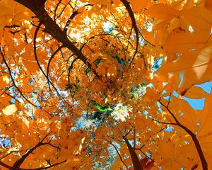 Preview wallpaper tree, leaves, funnel, illusion, autumn