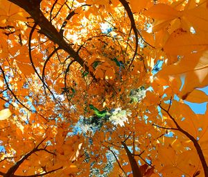 Preview wallpaper tree, leaves, funnel, illusion, autumn