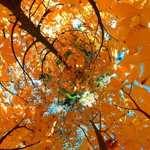 Preview wallpaper tree, leaves, funnel, illusion, autumn