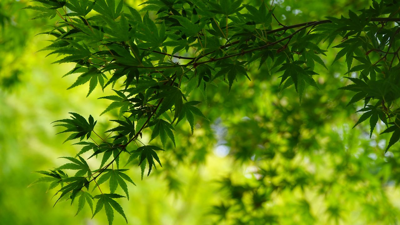 Wallpaper tree, leaves, green, macro