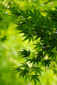 Preview wallpaper tree, leaves, green, macro