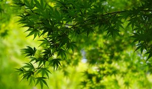 Preview wallpaper tree, leaves, green, macro