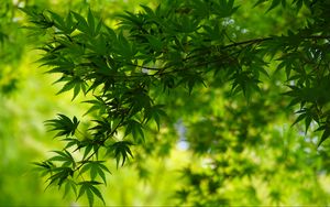 Preview wallpaper tree, leaves, green, macro