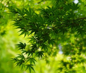 Preview wallpaper tree, leaves, green, macro