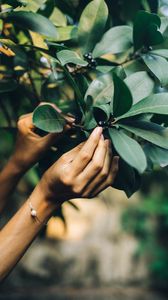 Preview wallpaper tree, leaves, hands