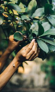Preview wallpaper tree, leaves, hands