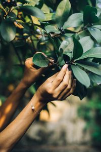 Preview wallpaper tree, leaves, hands