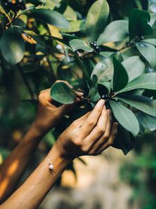 Preview wallpaper tree, leaves, hands