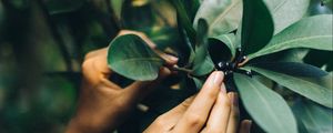 Preview wallpaper tree, leaves, hands