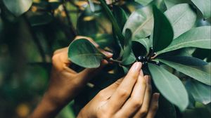 Preview wallpaper tree, leaves, hands
