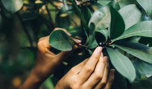 Preview wallpaper tree, leaves, hands