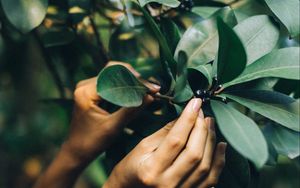 Preview wallpaper tree, leaves, hands