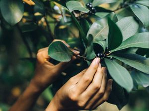 Preview wallpaper tree, leaves, hands