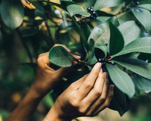 Preview wallpaper tree, leaves, hands