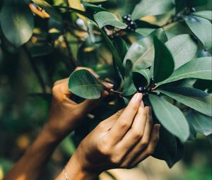 Preview wallpaper tree, leaves, hands