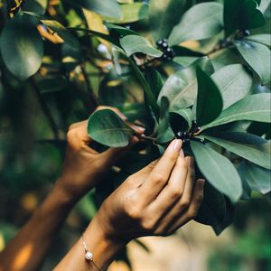 Preview wallpaper tree, leaves, hands
