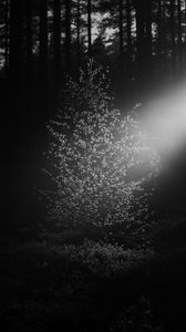 Preview wallpaper tree, leaves, light, dark