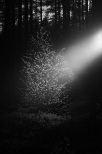 Preview wallpaper tree, leaves, light, dark