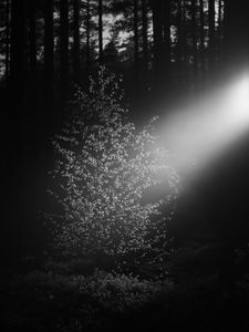 Preview wallpaper tree, leaves, light, dark