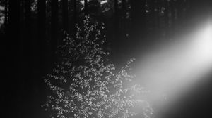 Preview wallpaper tree, leaves, light, dark