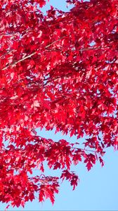 Preview wallpaper tree, leaves, red, autumn