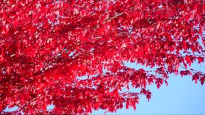 Preview wallpaper tree, leaves, red, autumn