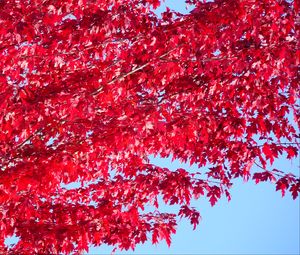 Preview wallpaper tree, leaves, red, autumn