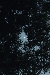 Preview wallpaper tree, leaves, sky, moon, twilight, dark