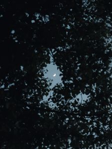 Preview wallpaper tree, leaves, sky, moon, twilight, dark