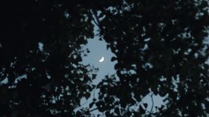 Preview wallpaper tree, leaves, sky, moon, twilight, dark
