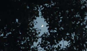 Preview wallpaper tree, leaves, sky, moon, twilight, dark