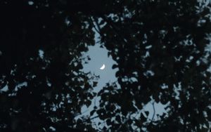 Preview wallpaper tree, leaves, sky, moon, twilight, dark